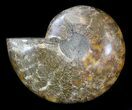 Wide Polished Ammonite 'Dish' #33855-1